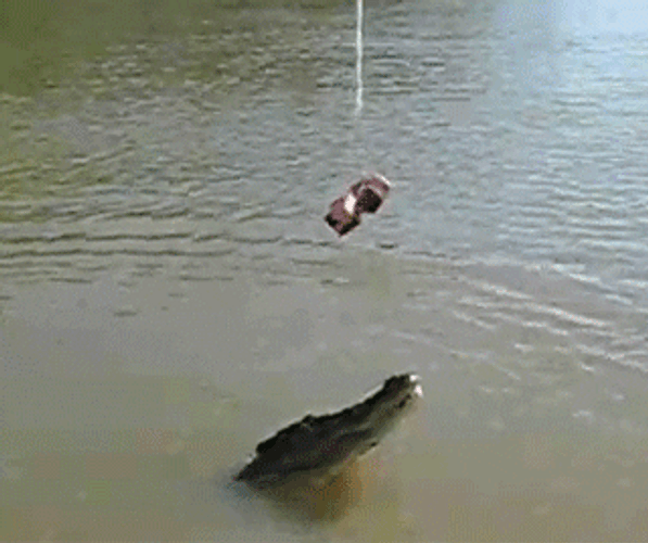 Alligator Trying To Reach Bait GIF