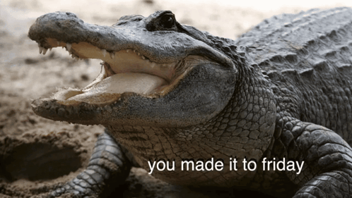 Alligator With You Made It To Friday GIF