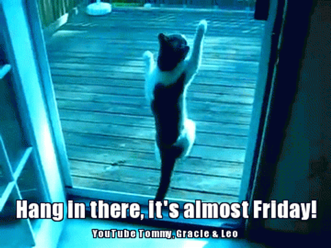 animals its almost friday