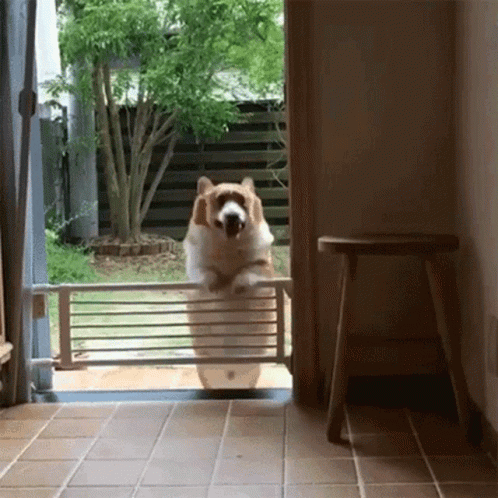 Almost There Cute Corgi Jumping Over Fence GIF