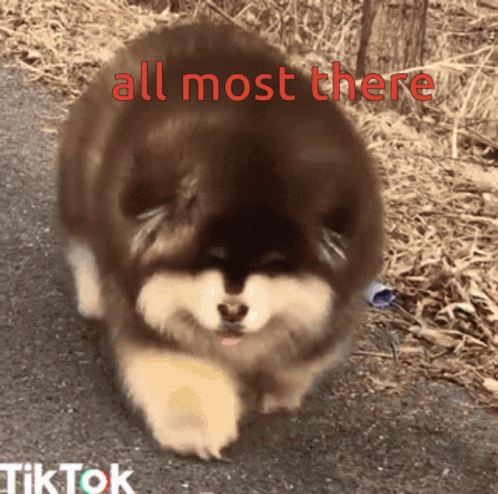 Almost There Cute Pup Short Legs Strolling GIF
