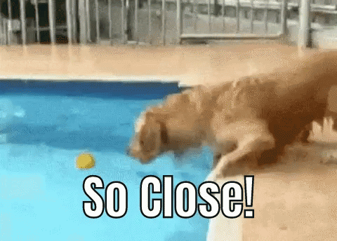Almost There Puppy Reaching For Ball So Close GIF