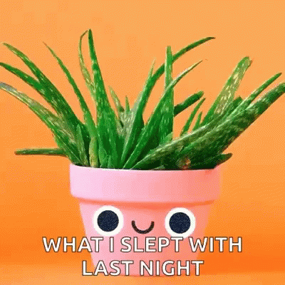 Aloe Vera Plant in Pink Pot Saying What I Slept With Last Night
