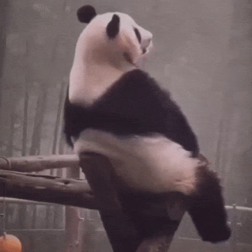Alone Sad Depressed Panda GIF