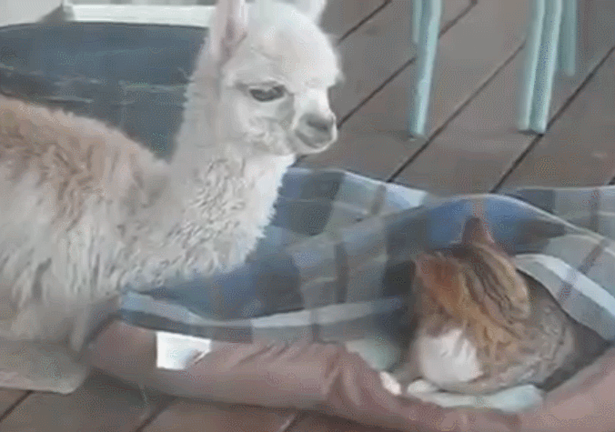 Alpaca And Cat GIF