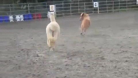 Alpaca And Horse GIF