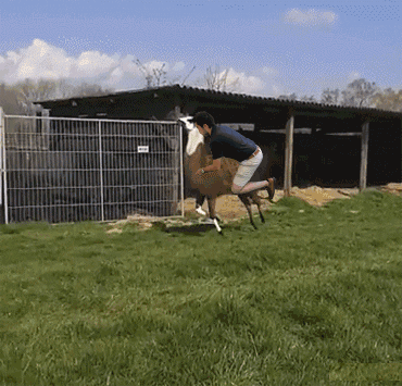 Alpaca Bouncing With Man. GIF
