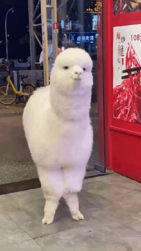 Alpaca Cute Wink Funny Animal GIF