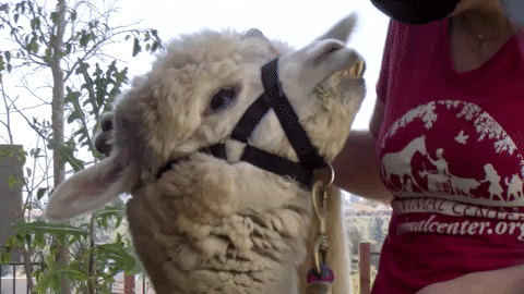 Alpaca In A Leash GIF