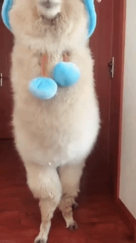 Alpaca In Beanie GIF