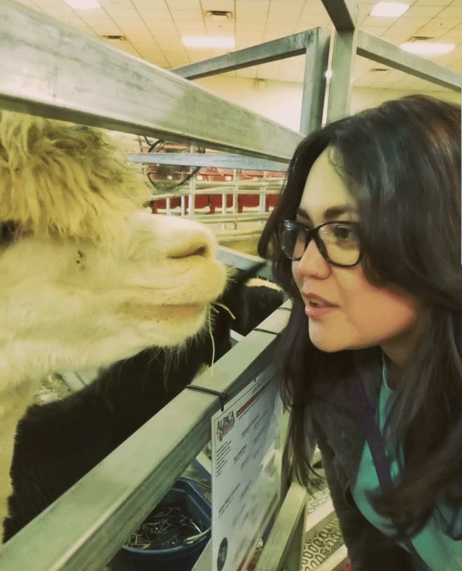 Alpaca Kisses A Lady GIF