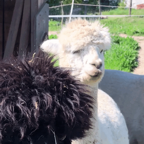 Alpaca Raising Its Ears GIF
