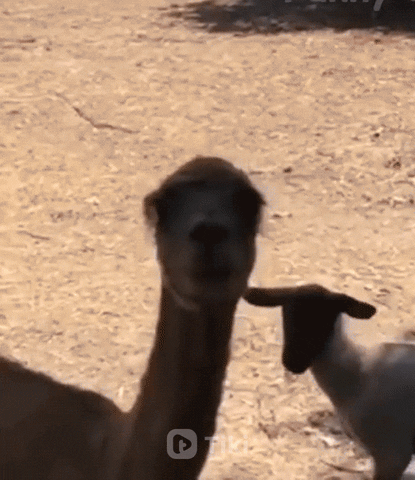 Alpaca Zoom In GIF