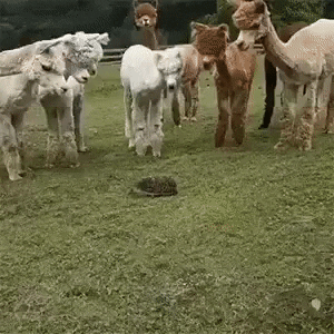 Alpacas And Hedgehog GIF
