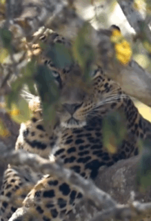 Always Watching Leopard GIF