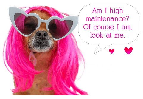 Am I High Maintenance Mushu GIF