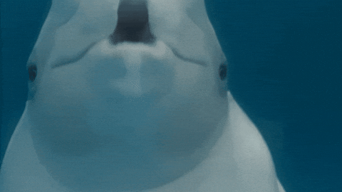 Amazed Beluga Saying Wow GIF