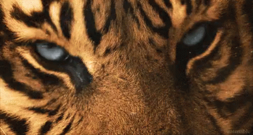 Amazing Blinking Tiger Eyes GIF