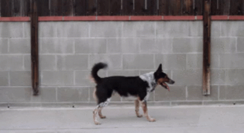 Amazing Dog Back Flip GIF