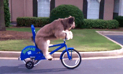 Amazing Dog Riding Bicycle With Training Wheels GIF