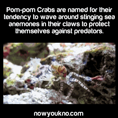 Amazing Facts About Crabs GIF