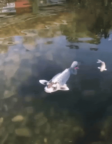 Amazing Giant Koi Fish GIF