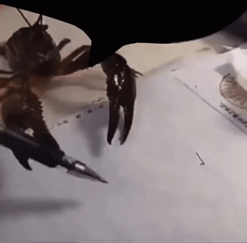 Amazing Lobster Writing Numbers GIF