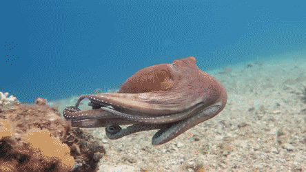 Amazing Octopus Camouflages On The Rock GIF