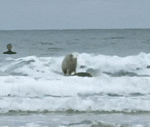 Amazing Sheep Surfing Wave GIF