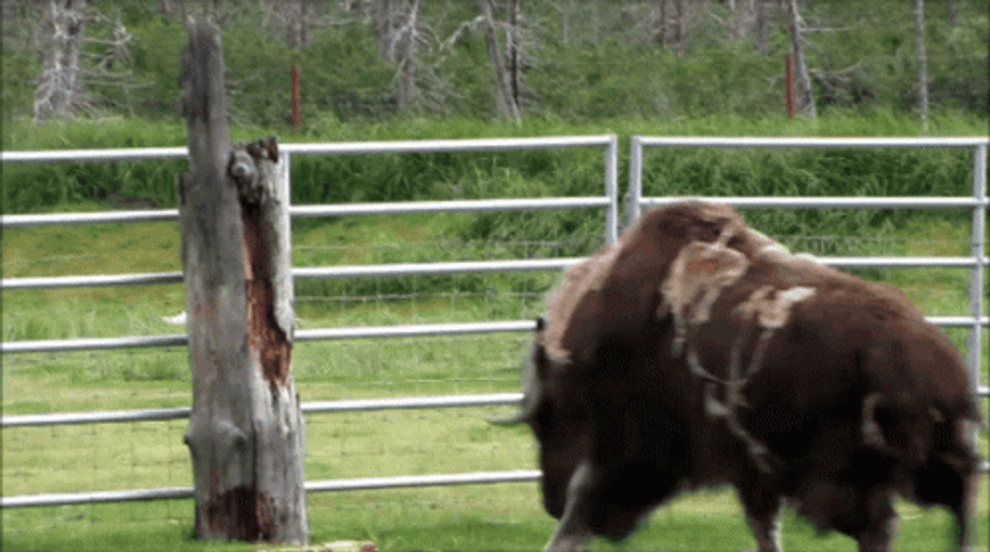 American Bison Bull Attacking A Wood GIF