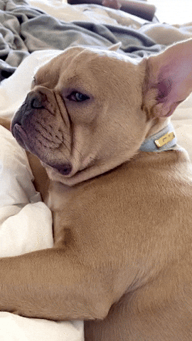 American Bulldog Bombastic Side Eye Meme GIF