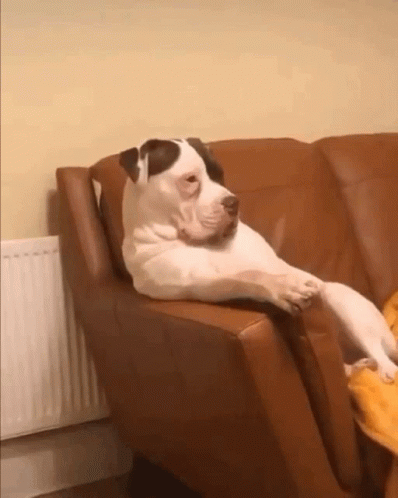 American Bulldog Confused Dog GIF