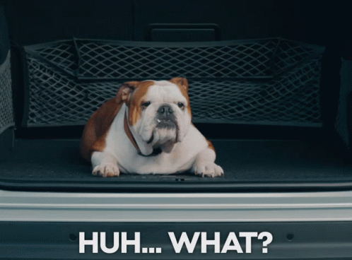 American Bulldog Confused Dog Huh What GIF