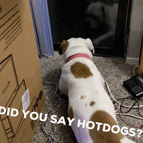 American Bulldog Makes Me Want A Hot Dog GIF