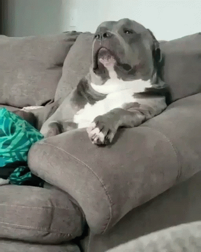 American Bully Chilling GIF
