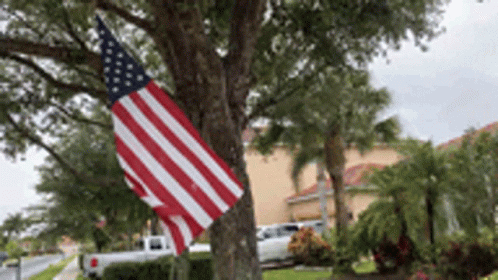 American Flag Hanging on Tree