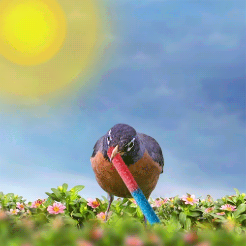 American Robin Bird Happy Spring GIF