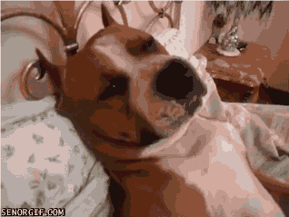 American Staffordshire Sleeping On Bed GIF