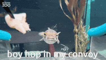 American Truck Sim American Truck Simulator Gif GIF