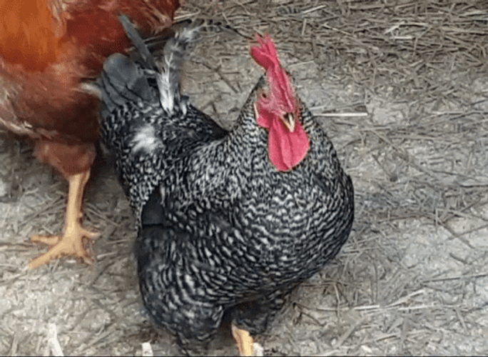 Amrock Rooster Shaking Head GIF