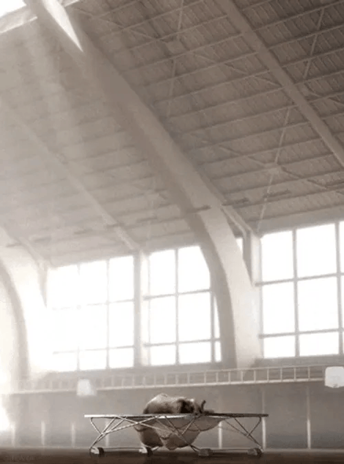 Amusing Animal Happy Elephant Bounce GIF