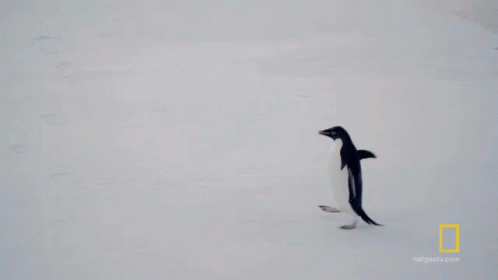 An Ad For National Geographic Shows A Penguin Walking On The Snow GIF