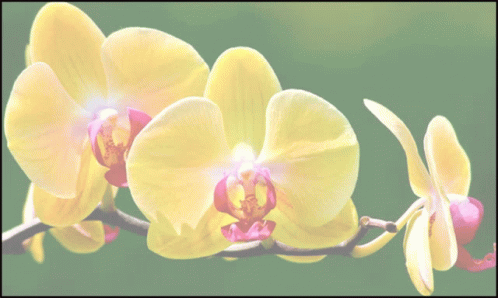An Ad For Orchid Pots For Sale Shows A Map Of The Area GIF