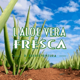 an advertisement for aloe vera fresca shows a field of plants