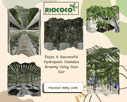 An Advertisement For Riococo Worldwide Shows A Greenhouse Filled With Lots Of Plants GIF