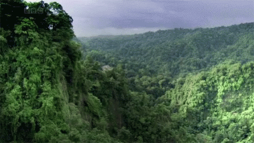 An Aerial View Of A Lush Green Forest With The Bbc Logo In The Background GIF