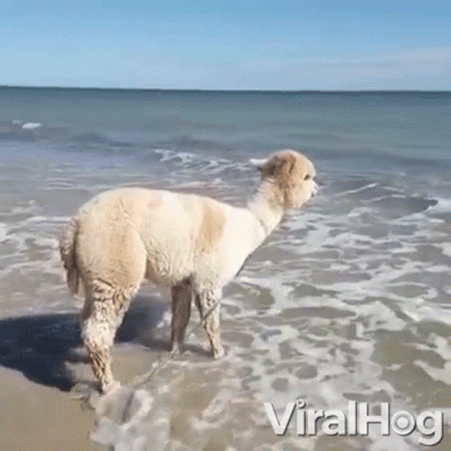 An Alpaca Is Standing In The Water On The Beach GIF