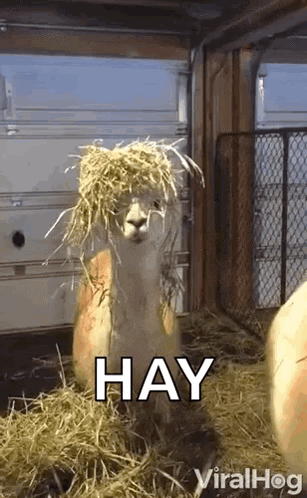 An Alpaca With A Bunch Of Hay On Its Head Is Sitting In A Pile Of Hay . GIF