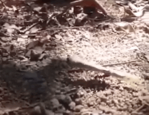 An Ant Stealing A Puff GIF