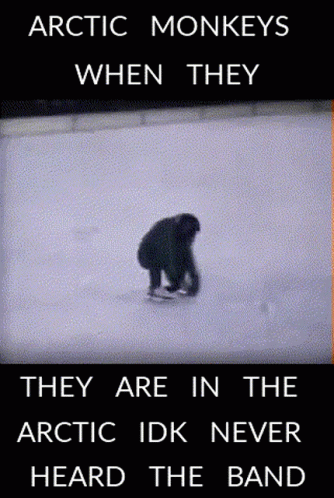An Arctic Monkeys When They Are In The Arctic Idk Never Heard The Band GIF